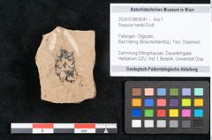 Foto (Objekt + Etikett) von Sequoia hardtii Endl. (NHMW-GEO-2024-0188-8241)